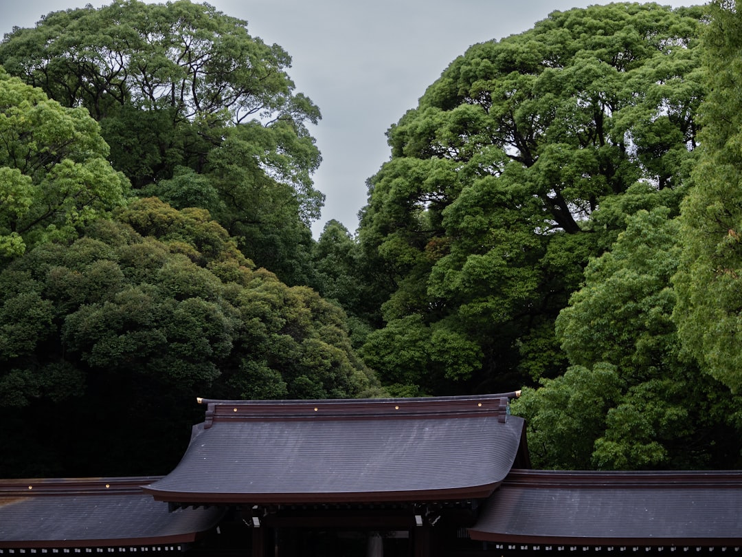 Meiji Shrine - Photo by YANGHONG YU on Unsplash